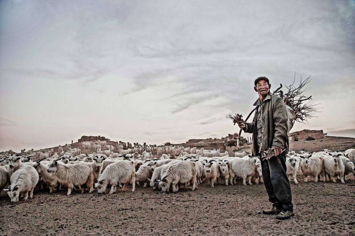 【王蒙文学院专栏签约诗人】《七律羊倌儿》(二首)文/张丙堂(山西)