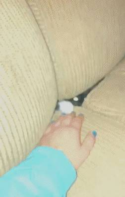 玩具嫉妒使狗狗面目全非！