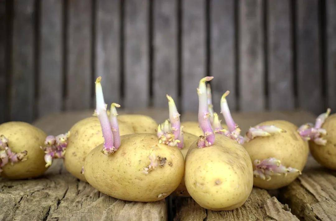 微微发芽的土豆图片