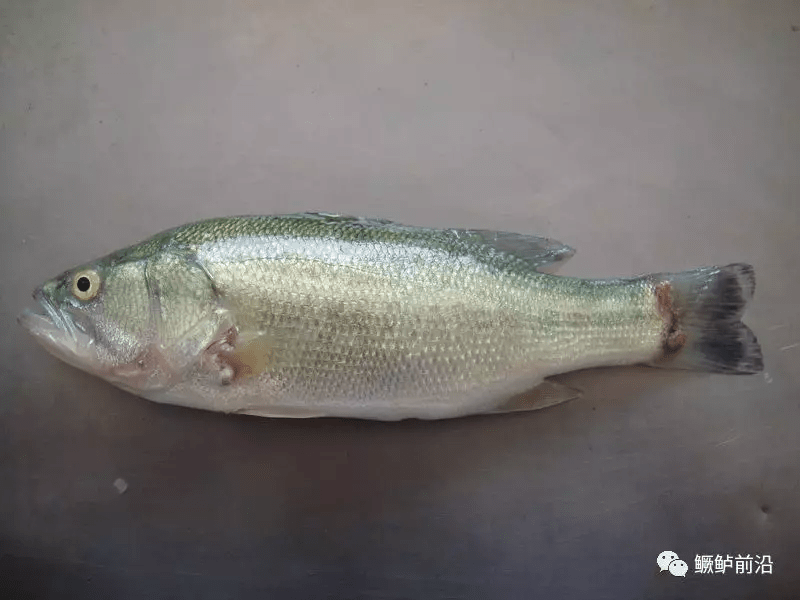 加州鲈烂身病高发 不知如何是好 专家教你如何处理 诺卡