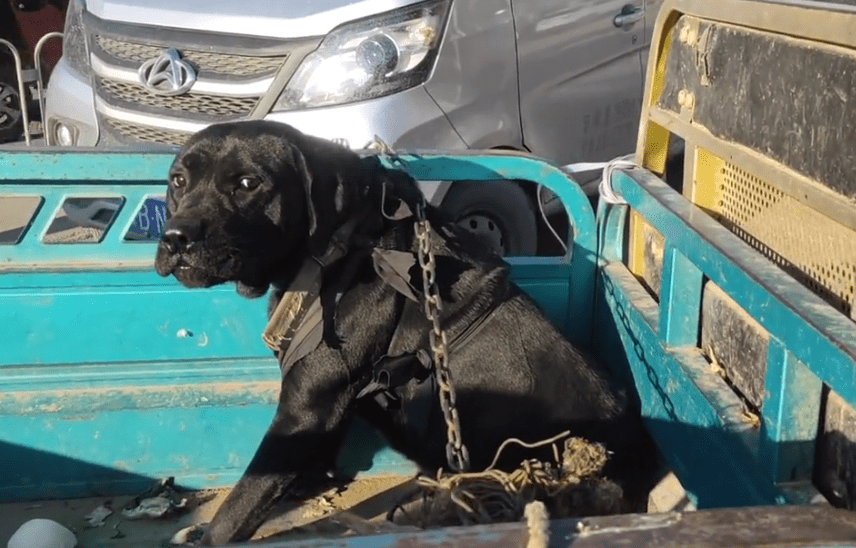 原创800块大哥带着黑色拉布拉多直奔狗肉车大哥这狗太凶我都怕它三分