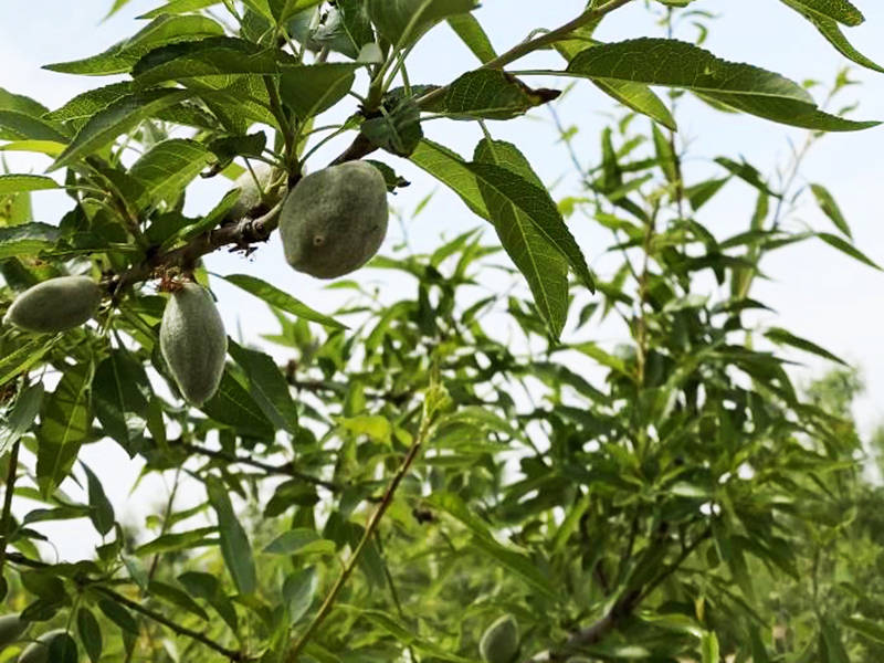 河北種植巴旦木前景怎麼樣哪裡銷售巴旦木樹苗