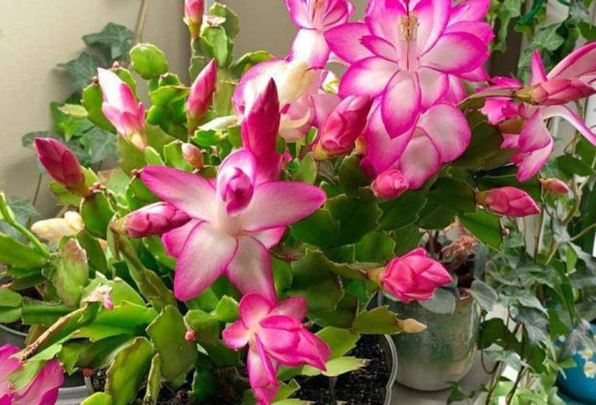 11月养蟹爪兰 花盆里掺点 小东西 叶片坚挺如钢 能开花不断 长势