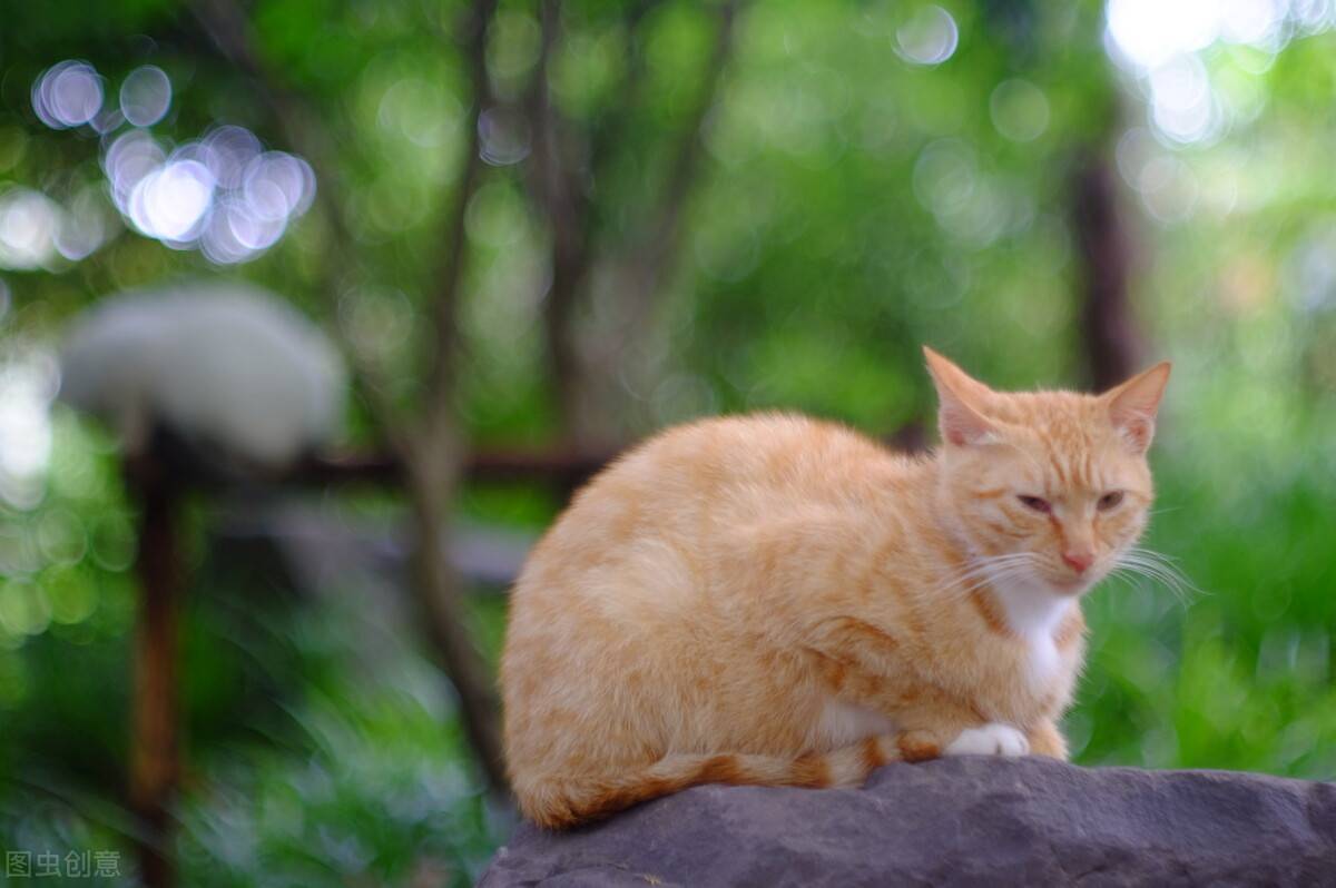 因为狸花猫小梨从上海到安徽的托运全部过程！