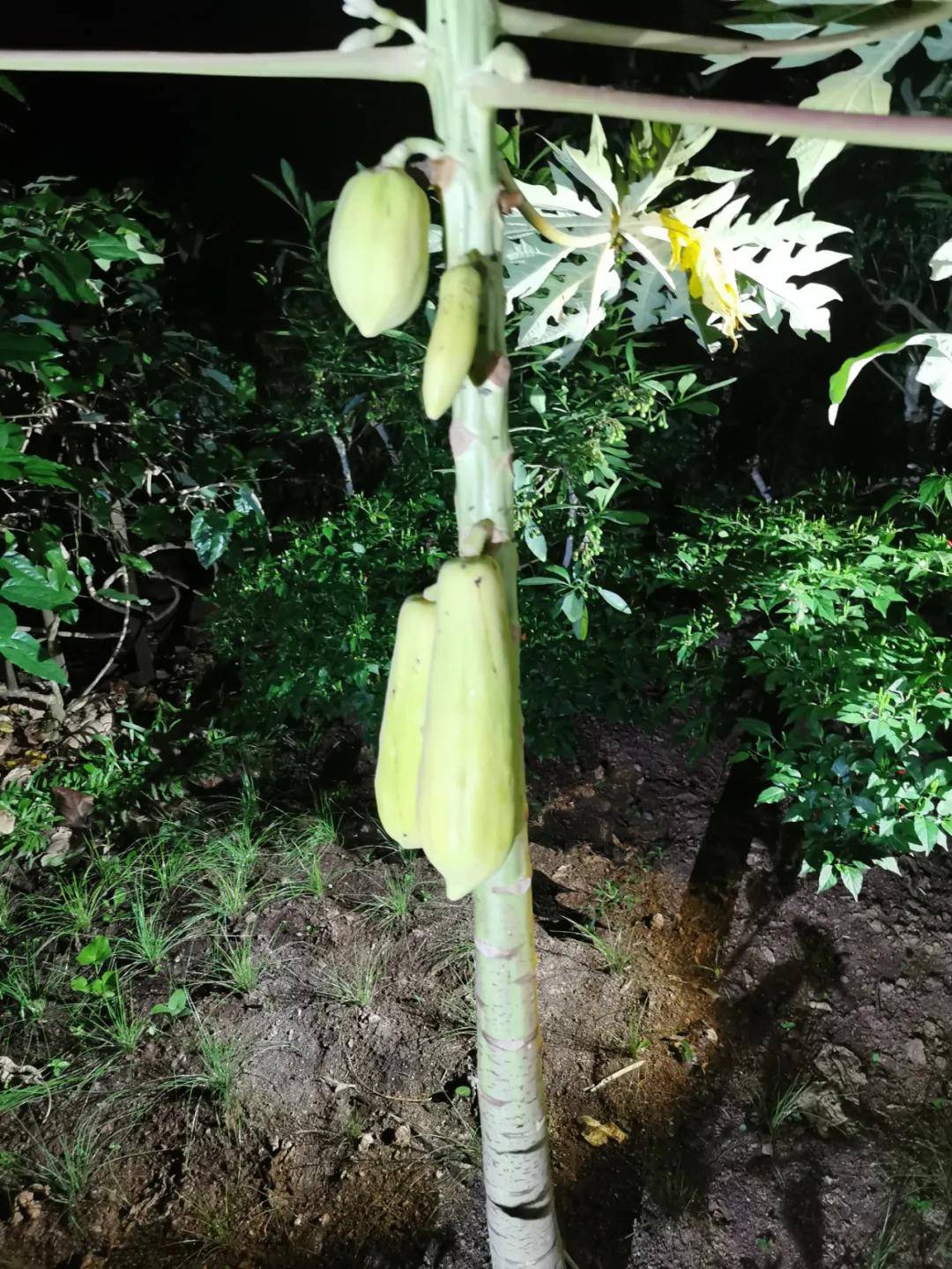 动植物王冠上的明珠探寻版纳生物多样性之旅