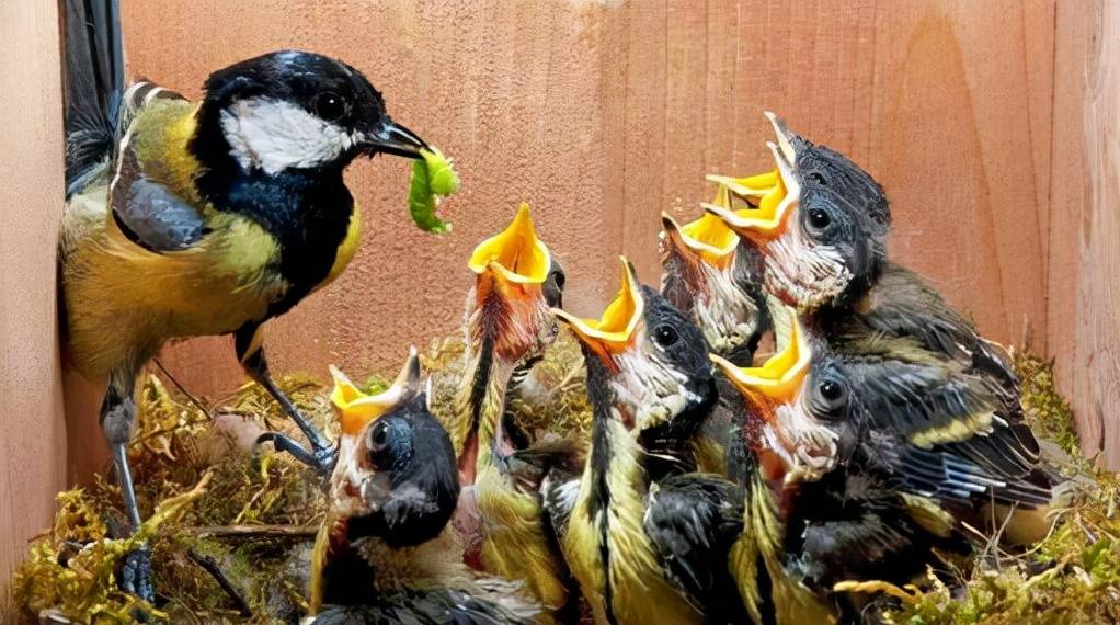 不能因为鸟妈妈把上一条虫子塞给他,就把机会拱手让人,还发自肺腑地说