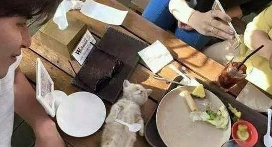 小奶猫吃饱后躺餐桌睡觉,一群人围观拍照,四脚朝天的模样太萌了 小奶猫吃饱后躺餐桌睡觉,一群人围观拍照,四脚朝天的模样太萌了