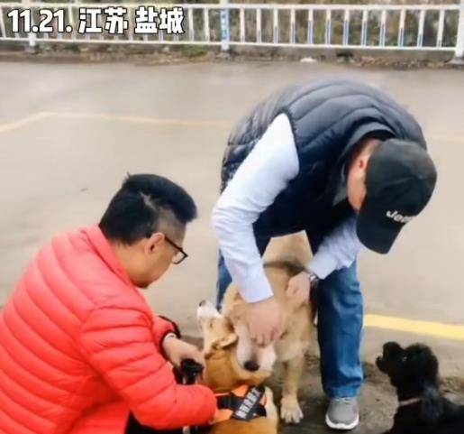 主人江苏两只狗打架，金毛咬住柯基不松口，路人一招显奇效