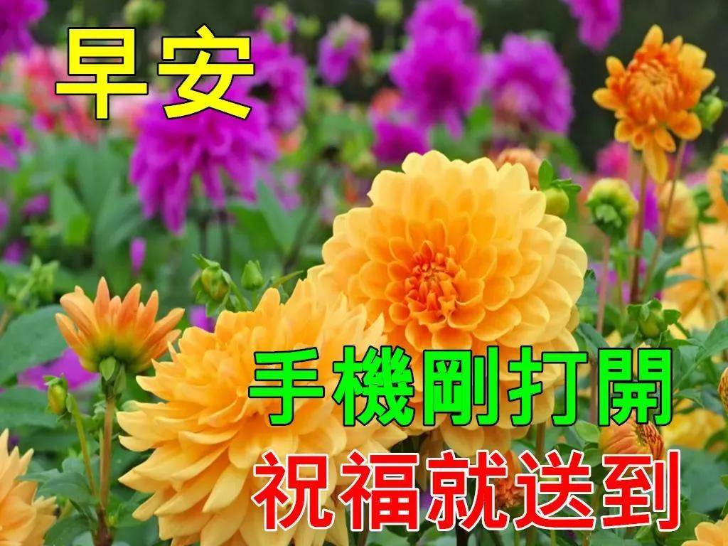 原创7张特别漂亮的早上好问候祝福语动态鲜花图片冬日最美早晨好问候
