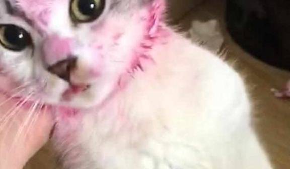 出门前让猫狗看着孩子，回来后主人看到猫狗的脸，气得脸都绿了！