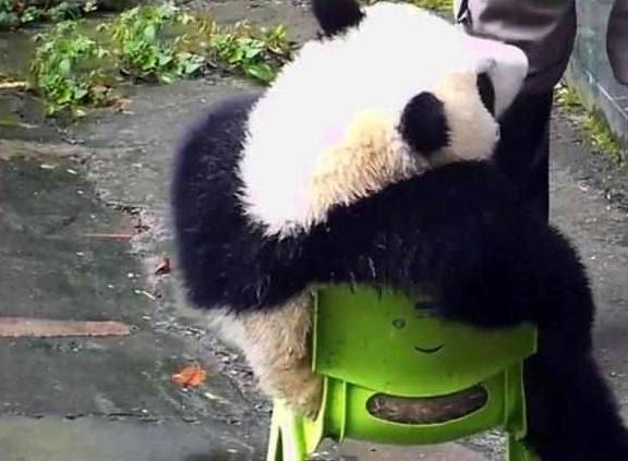 奶爸给熊猫搬来一张凳子，它竟坐出了隔壁老大爷的风格：成精了？