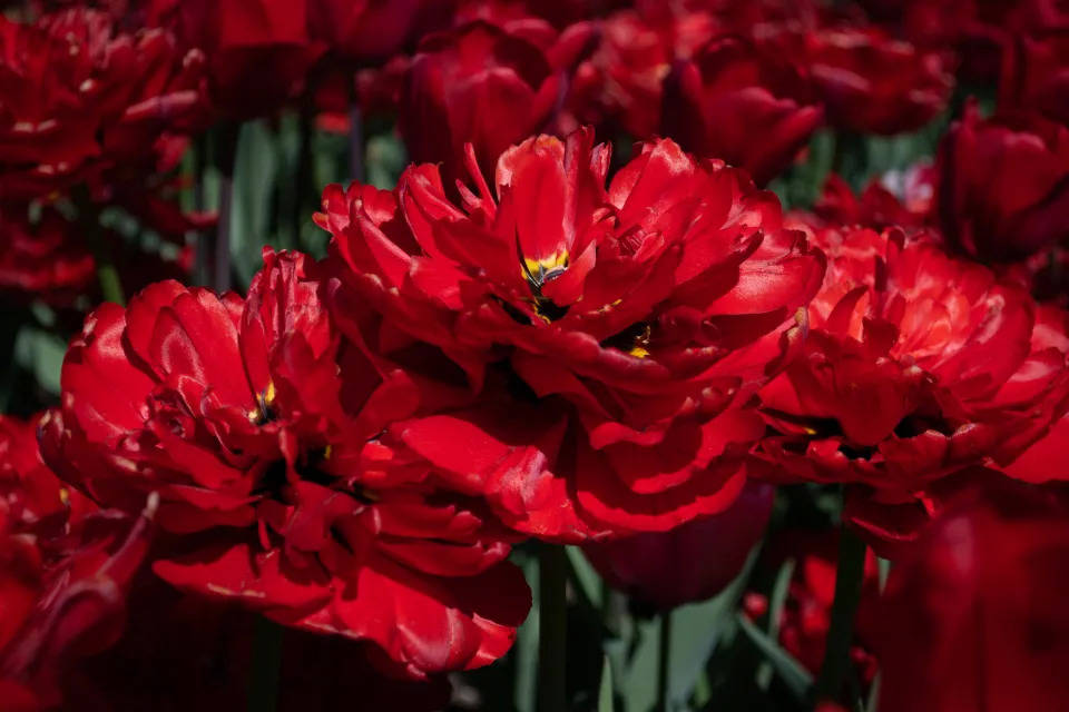 格力海信再次亮剑资本市场,盾安环境西门子交通怎么了?-家电圈官网