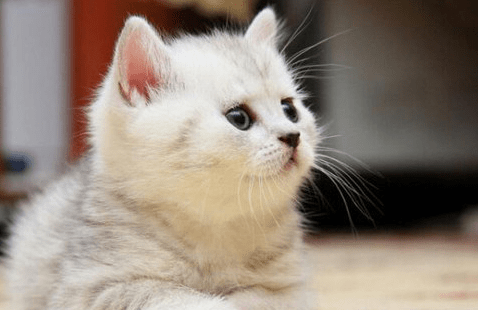 各个年龄段的猫咪 1176131c3fc749adb3f7e2e0e52980bc.png