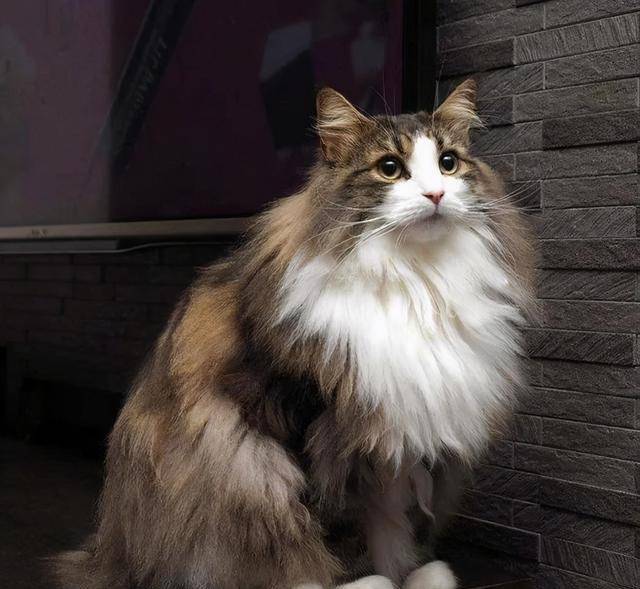 体重常见的6种宠物猫的标准体重，你家猫超重了吗？