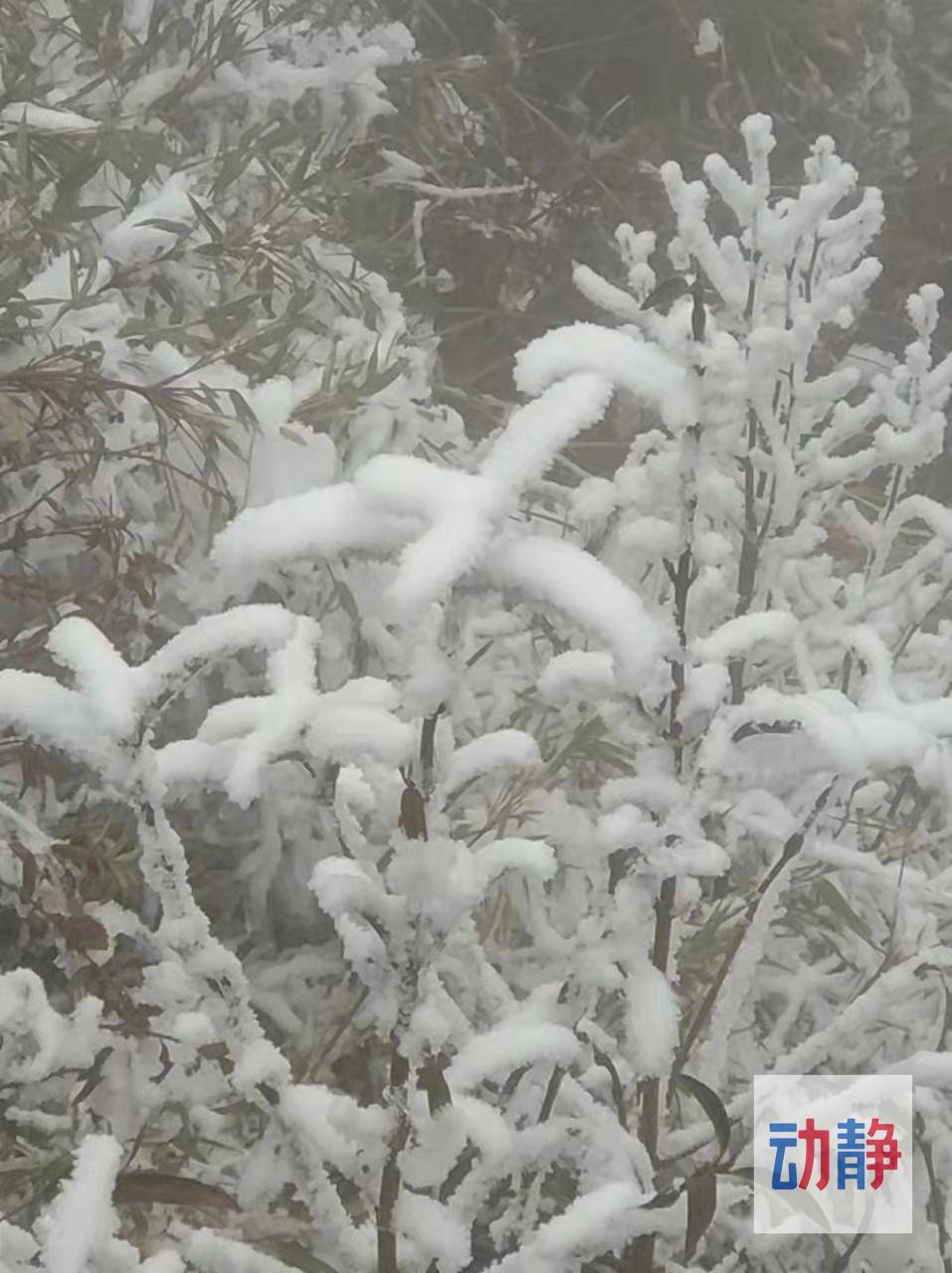 阻止不了|冰天雪地！快来贵州韭菜坪赏雪吧~