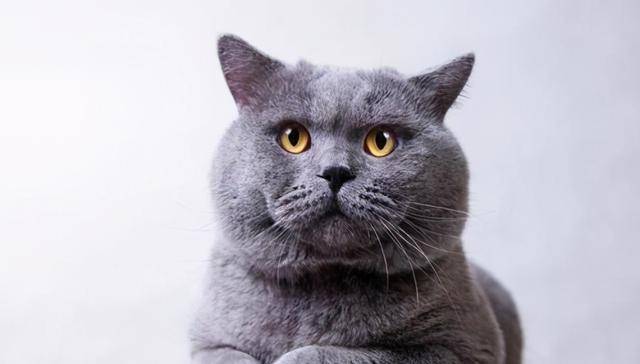 猫咪2021年上半年最多人养的6种猫咪，你最喜欢哪种？