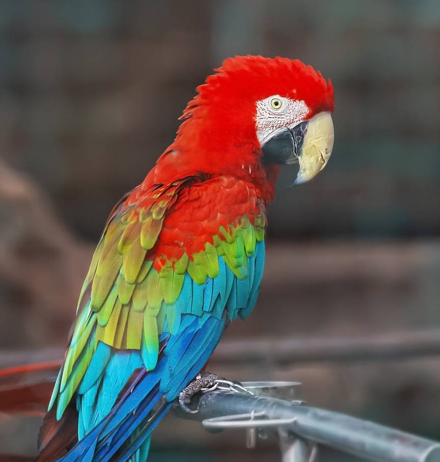 振翅什么什么 819c98fdf4a04236a9608054bae05fbb.jpeg