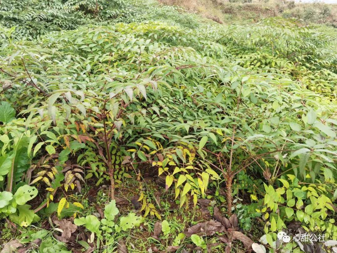 3万苗云南红本地刺脑包苗叶子全部落了,会泽和富源都有