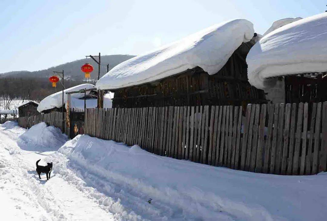 滑雪|吉林邀您滑粉雪 到底啥才是粉雪？