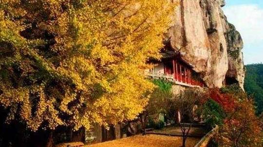 江南建德最美的景观：一颗千年银杏美到醉人，秋季不可错过的美景