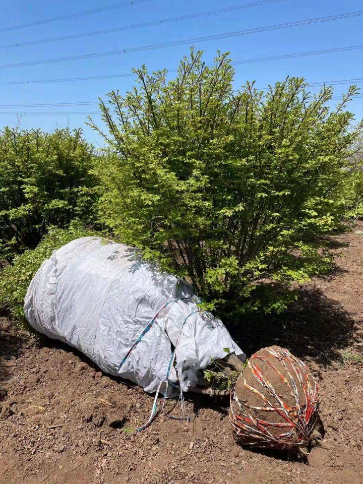 就像這種1-2米高度冠幅的火焰衛矛球,基地還有上千顆,如果您的工地