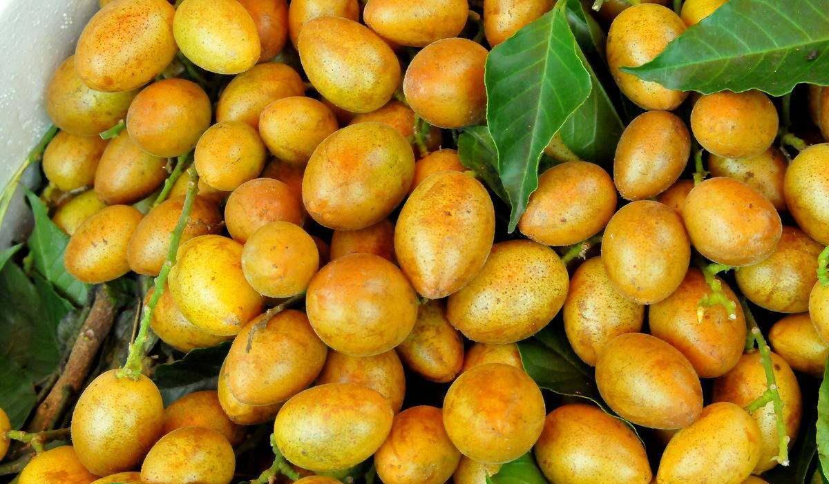 黄皮是什么皮肤 5b1cc9dd048746058b1078a74cd343e5.jpeg