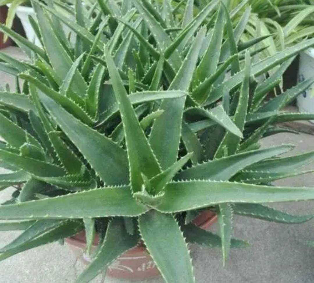 什么样的土适合养芦荟 6d45022bfd934daebbf240c0f4ff8f2b.jpeg