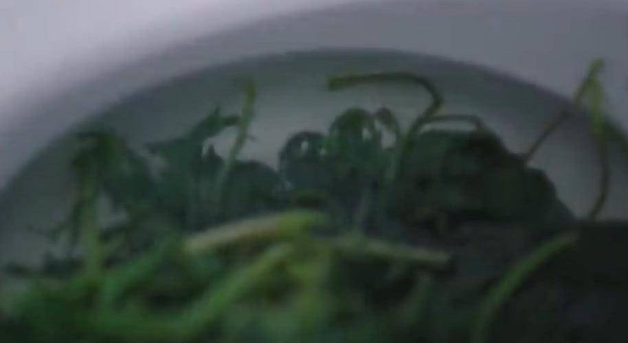 三叉草的功效与作用 a7ab9e86e4b64221b53052563eff3aeb.jpeg