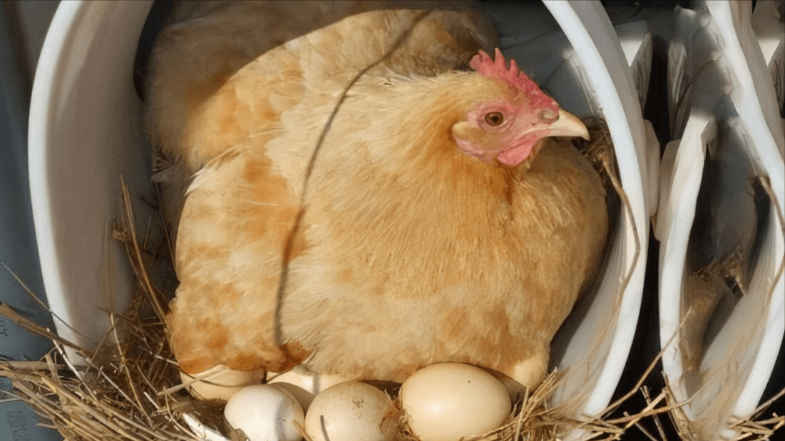 杀鸡时看到鸡肚里有很大一块黄油为啥老人看了后都说赚了呢