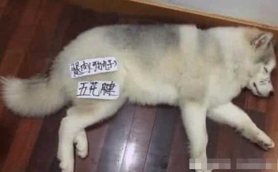 因为因为哈士奇拆家，趁二哈睡着弄了个分布图，二哈醒来后不淡定了！