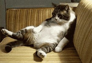 78172c3fb0084e15a7ee536014767b05.gif