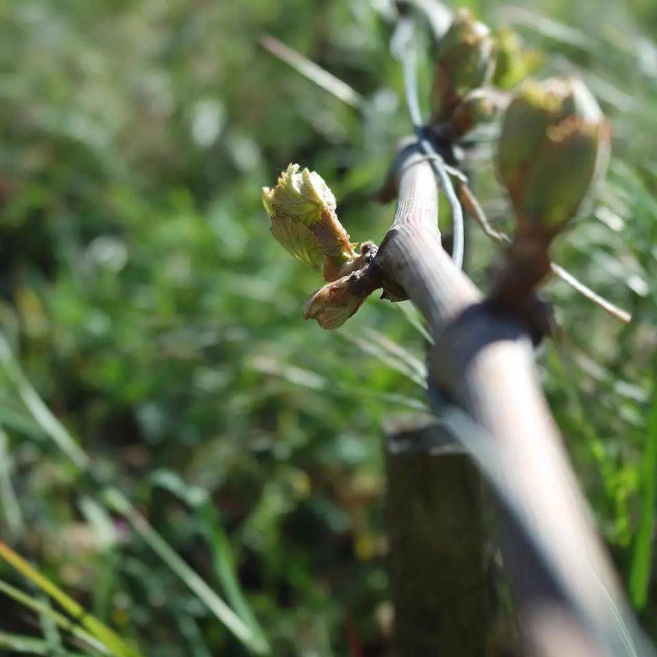 巴洛米洛|勃艮第精品家族酒庄，安慕父子&amp;泊索父子，巴洛米洛&amp;文森特吉拉丹！