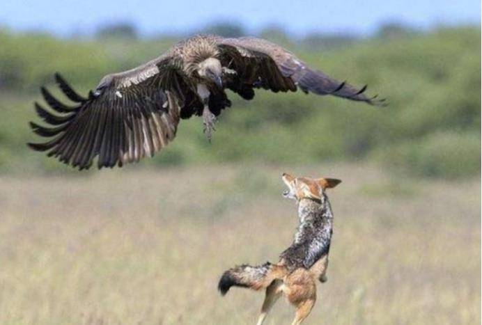 食谱|狼唯一的天敌,光听名字就让狼闻风丧胆,它的食谱中最爱吃的是狼