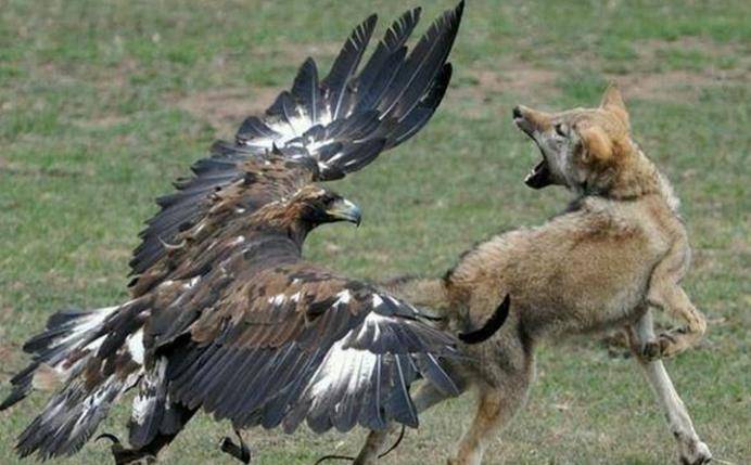 食谱|狼唯一的天敌,光听名字就让狼闻风丧胆,它的食谱中最爱吃的是狼