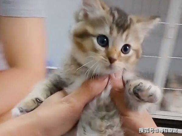 什么金渐层爱上布偶猫，还生了一窝谁也不像的崽，谁的锅？