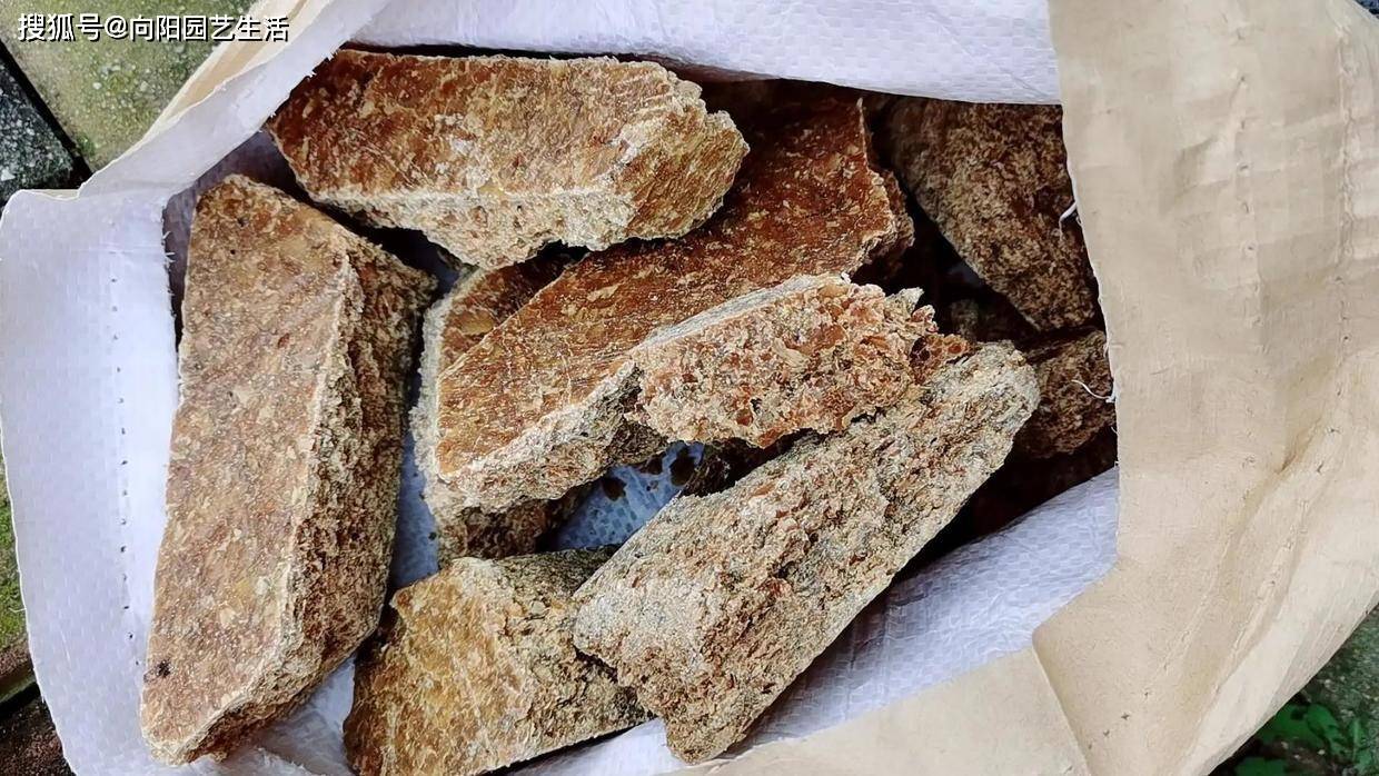 老家榨油,带回家的花生饼,养花,养多肉的肥料,超级好用