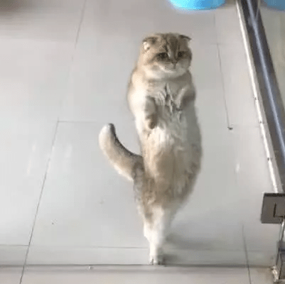 出门忘了带猫咪,打开门就看到猫咪在跳拉丁,主人瞬间笑疯了! 出门忘了带猫咪,打开门就看到猫咪在跳拉丁,主人瞬间笑疯了!