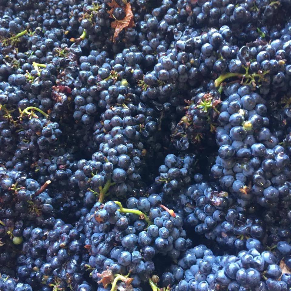 巴洛米洛|勃艮第精品家族酒庄，安慕父子&amp;泊索父子，巴洛米洛&amp;文森特吉拉丹！