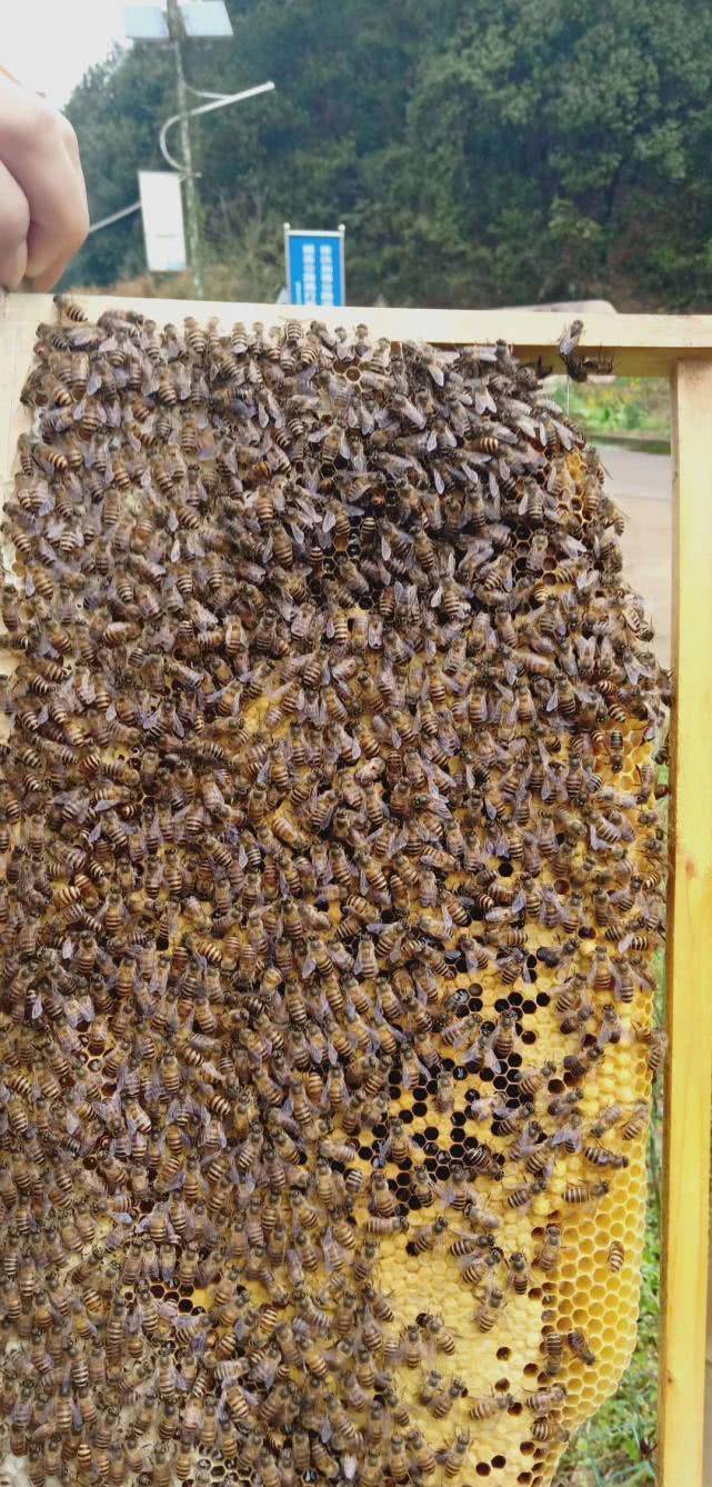 蜂蜜水|每天晨起喝1杯蜂蜜水,有4大好处,难怪大家爱不释手