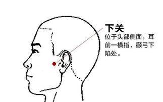 ③颊车穴:当咬紧牙关时,在脸部一侧肌肉鼓起的地方.