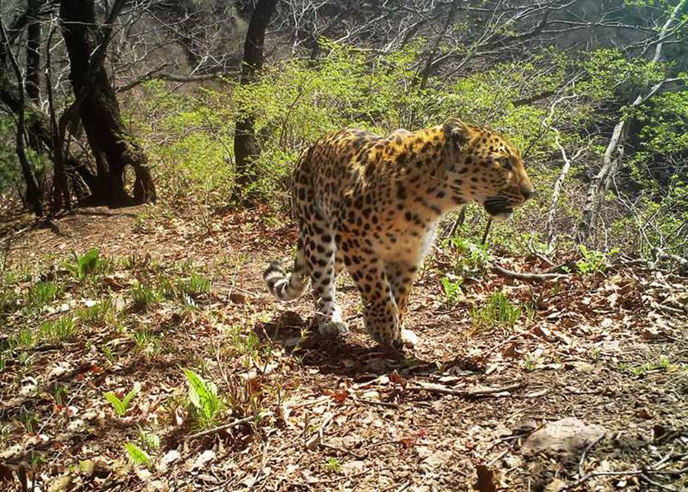 四川理塘发现1只花豹，偷吃同伴挂在树上的鹿，遭攻击而坠落山崖