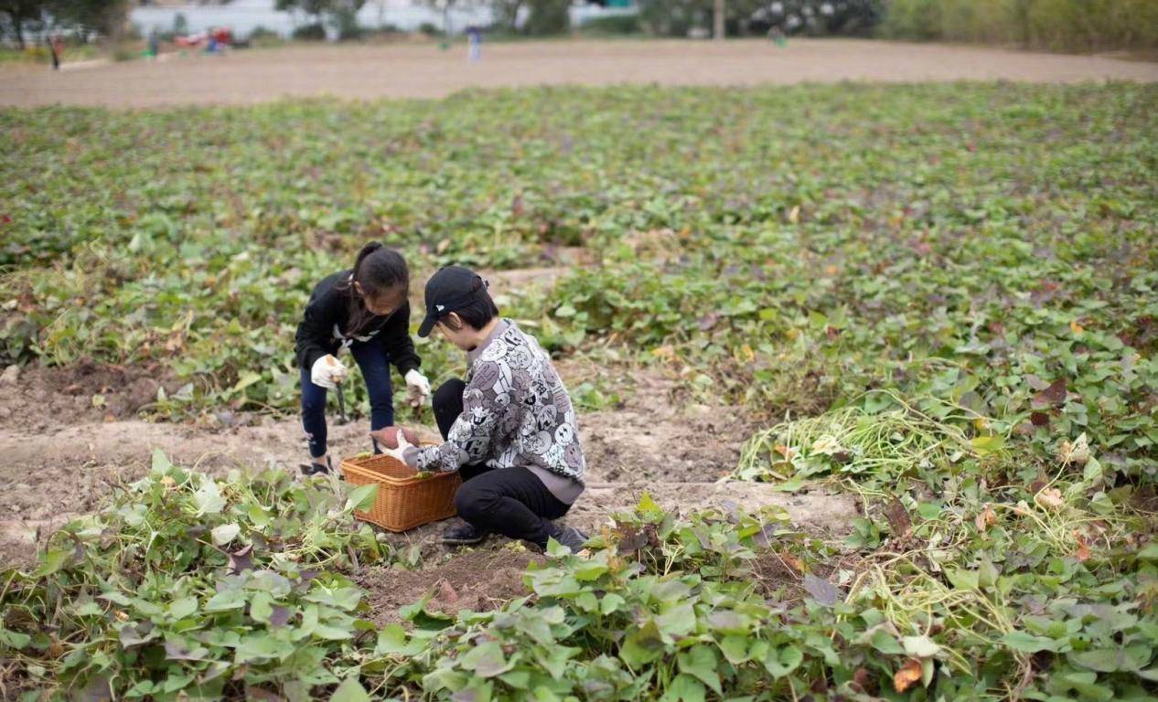 庄园 孙俪打卡水果庄园，穿卡通卫衣配紧身裤打扮年轻，偷吃柿子太可爱
