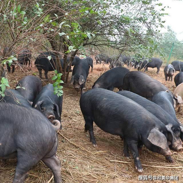 豬為什麼喜歡吃土,原因其實很簡單_母豬_飼料_腸道