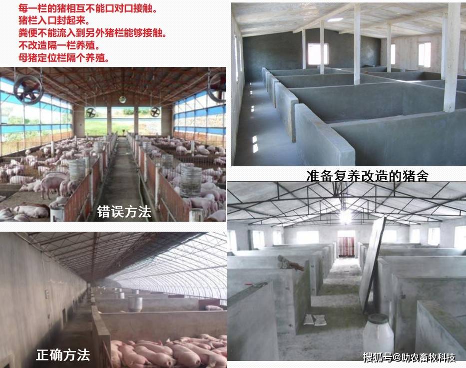 被非瘟感染的猪场为什么许多都清栏了?