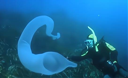 灯笼鱼是什么时候发现的 63cb894c428841d09a1e53d901657e25.jpeg