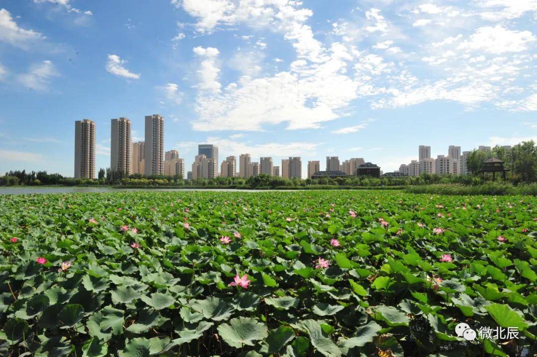 北辰区:把主体责任连上网拧成链 让从严治党深扎根结硕果!_监管_村居_