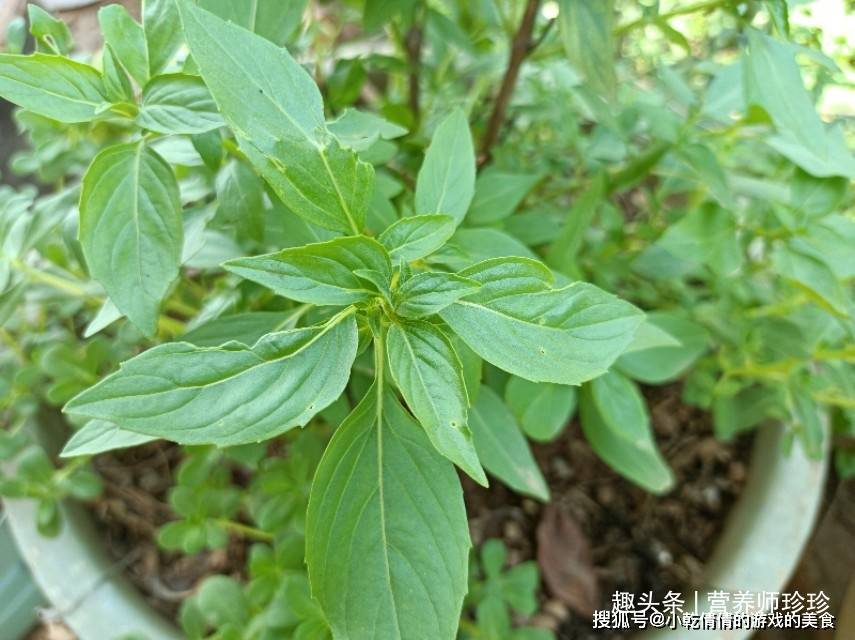 俗称"金不换",配菜是一绝,养在家里好处多,观赏药用两不误_气味_香料