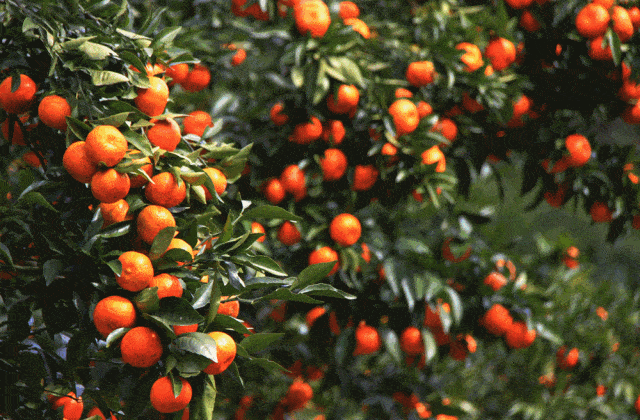 这个冬季,拾实用"橙"心满足你~_橙子_柑橘_橘子