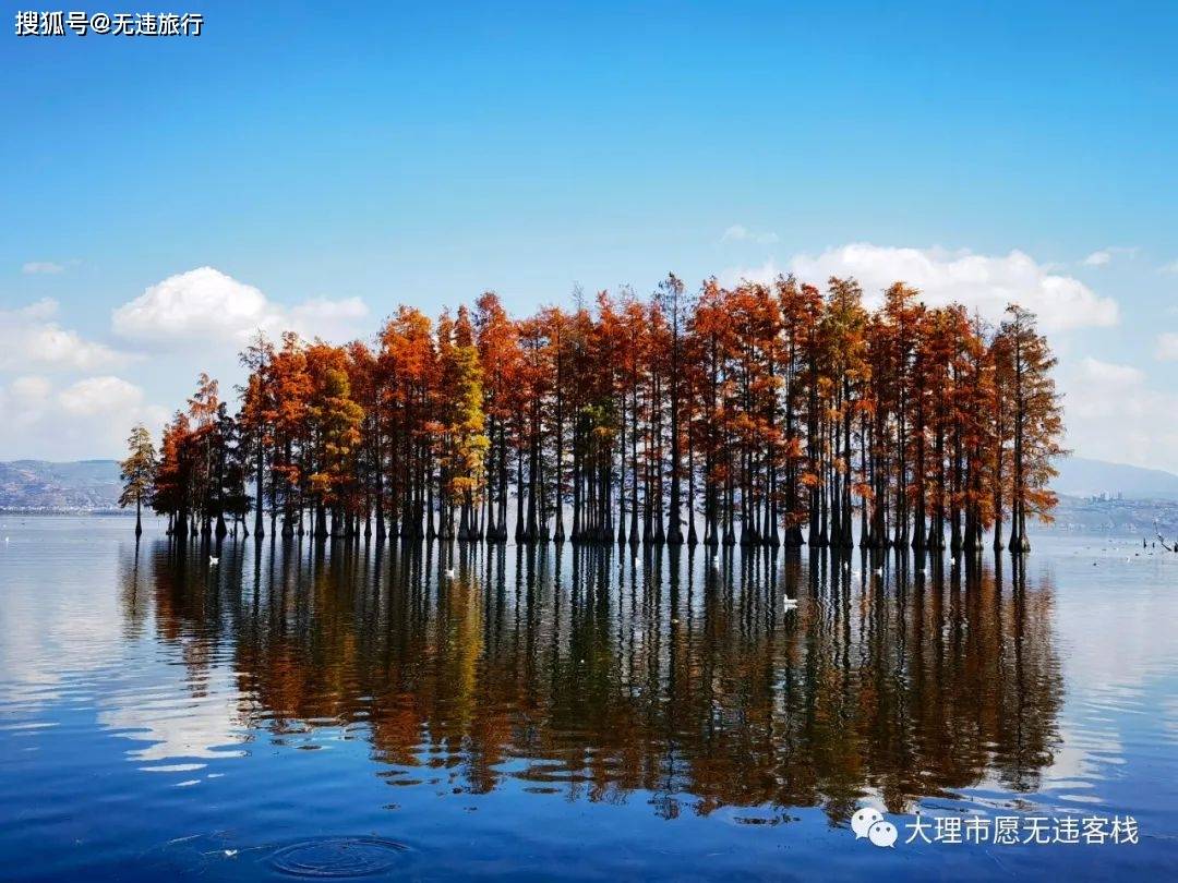 洱海边上的那一抹红水杉，惊艳到你了吗？