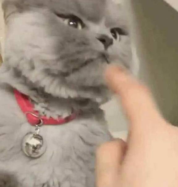 主人无聊去逗蓝猫,却不小心惹怒了它,满脸气愤却把人萌出血 主人无聊去逗蓝猫,却不小心惹怒了它,满脸气愤却把人萌出血